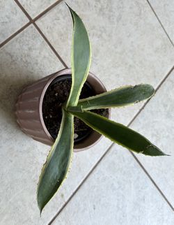 Variegated Agave $6