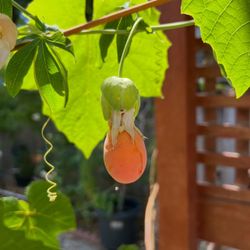 Golden Passion Fruit 