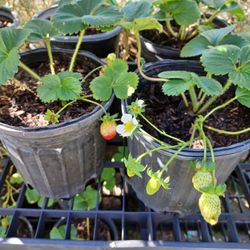 Strawberry 🍓 Plants 