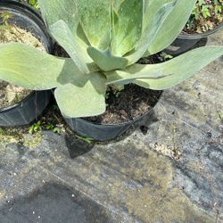 Blue Flame Agave – Elegant 3 Gallon Succulent for $40