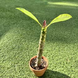 Plumeria In A Pot