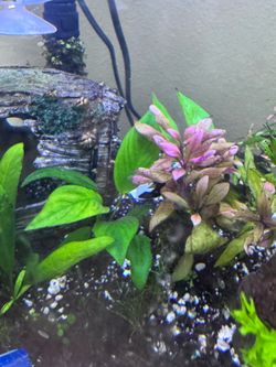 aquatic plants  available