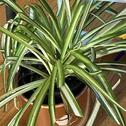 Variegated, Spider Plant . Not A Seedling.