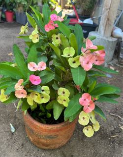 planta corona De cristo