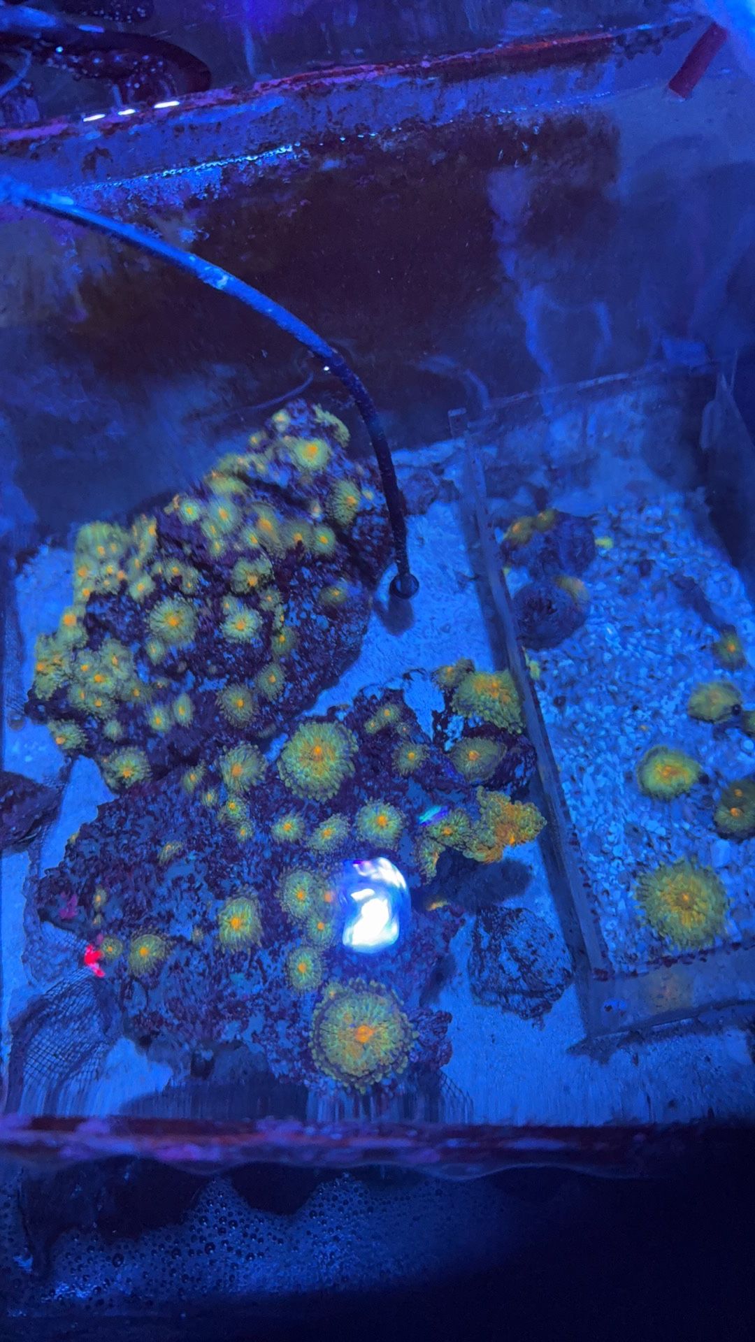 Sunset Ricordea Yuma Aquarium Decoration