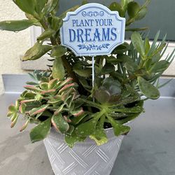 Assorted Succulent Plants