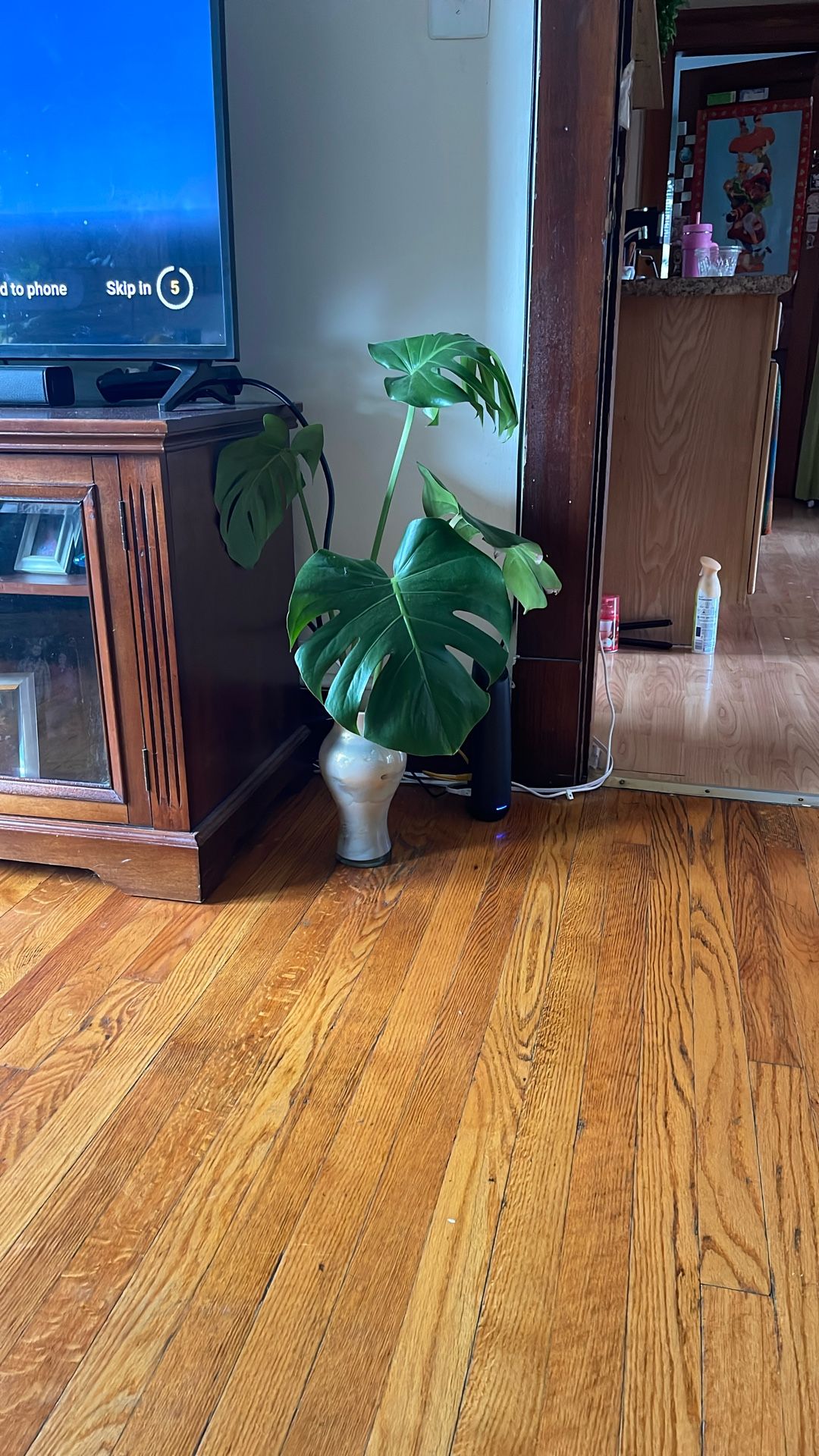 Monstera Deliciosa 