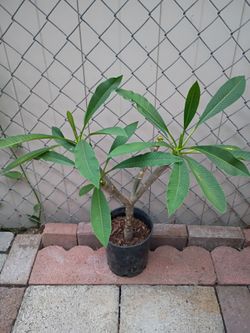 Plumeria