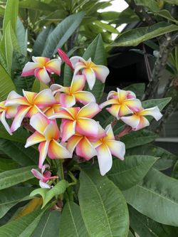 Plumeria 2 Feet Cutting Rainbow