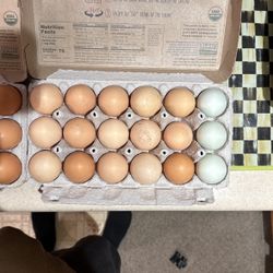 Fresh Eggs