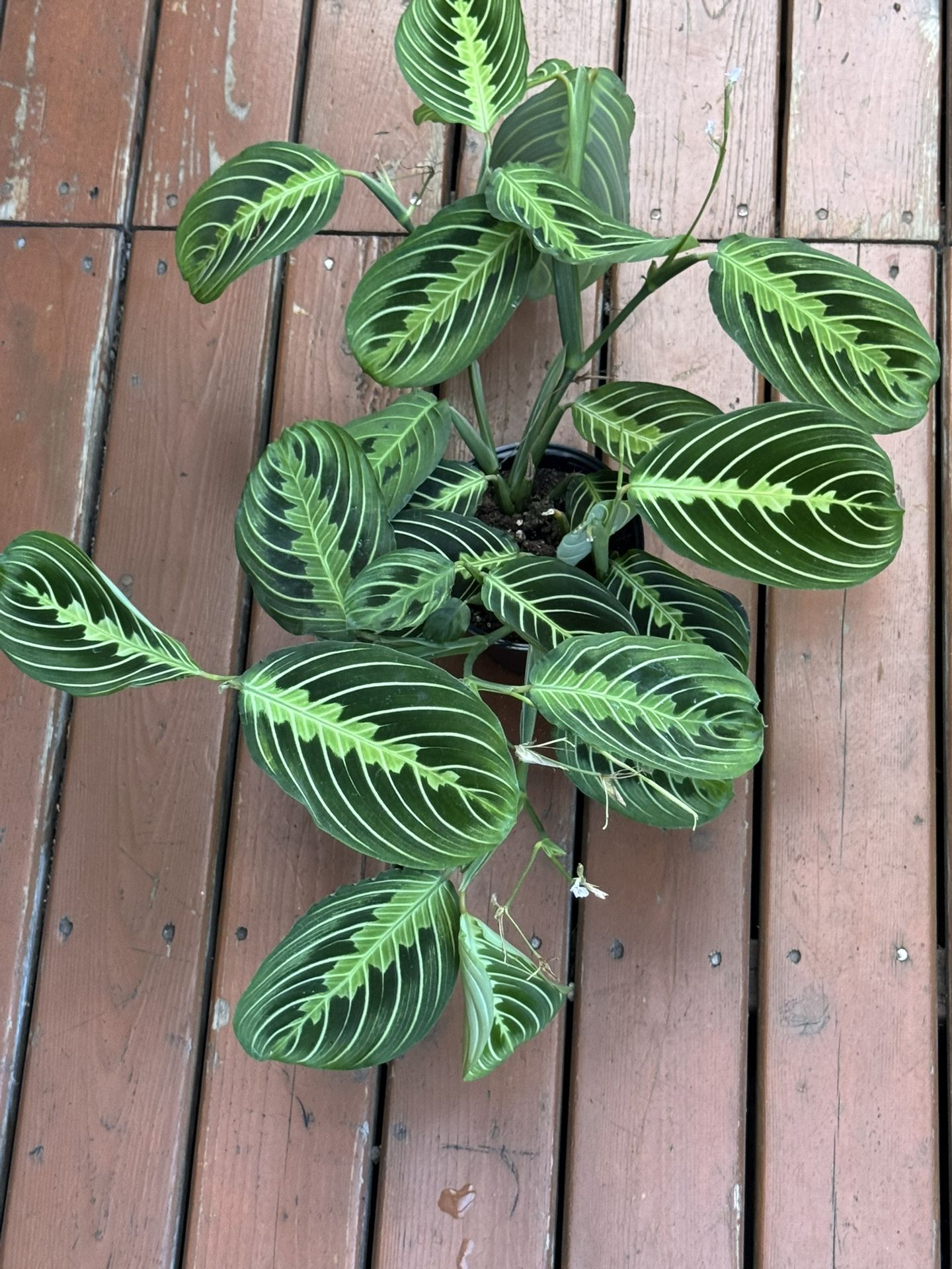 Prayer Plant