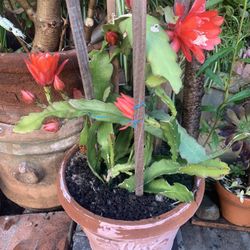 Beautiful Flowers In Big Pot.