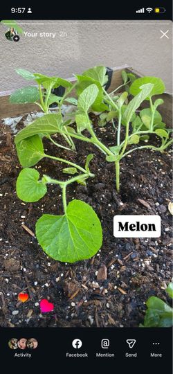 Plants for sale