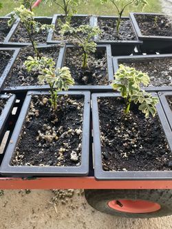 Baby bonsai