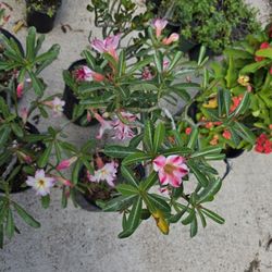 Desert Roses For Sale 