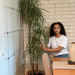 Large Real Dracaena Tree +  Woven Wooden Basket Planter