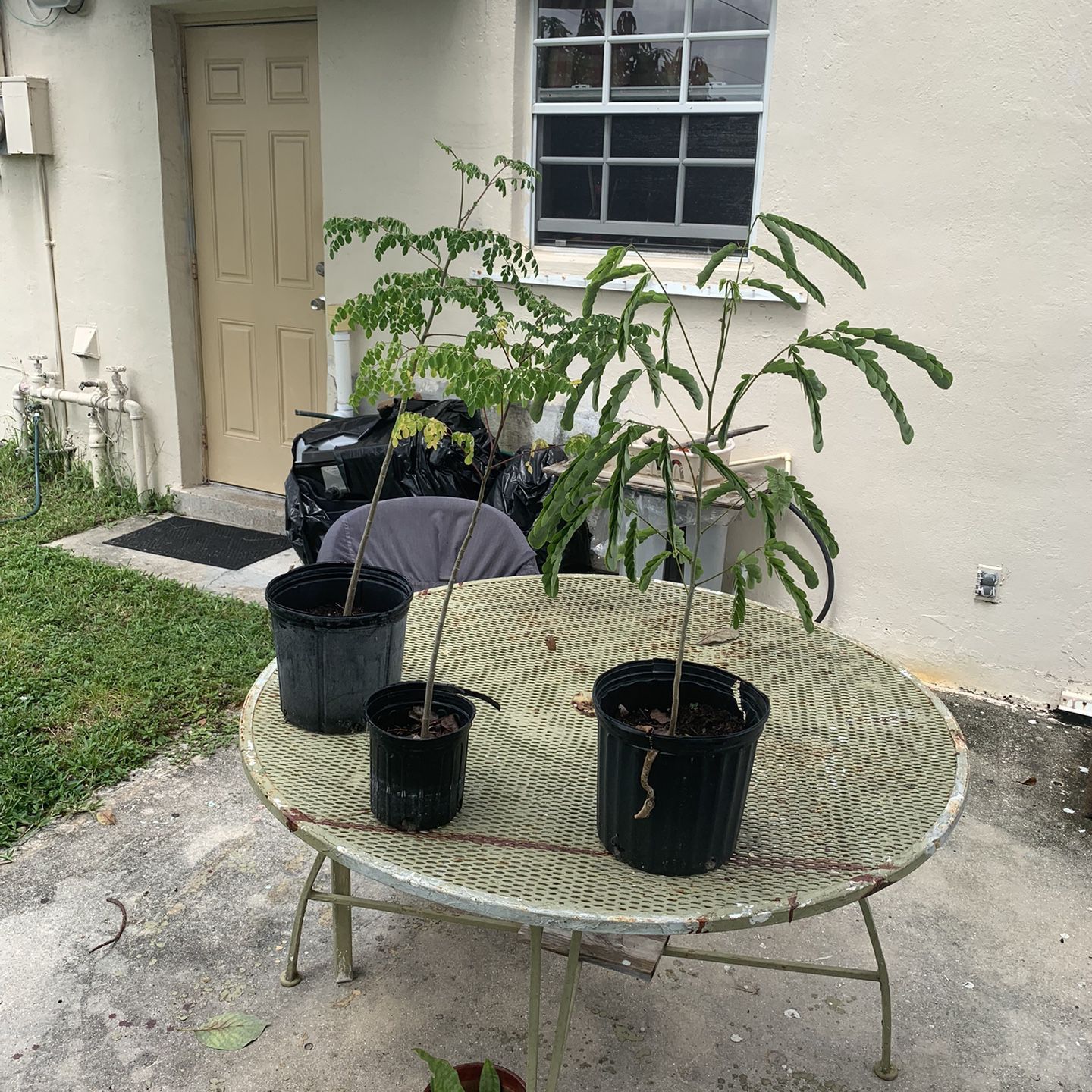 Moringa Tree For Sale