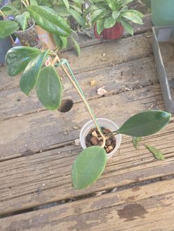 Hoya sp.ut_36 west timor