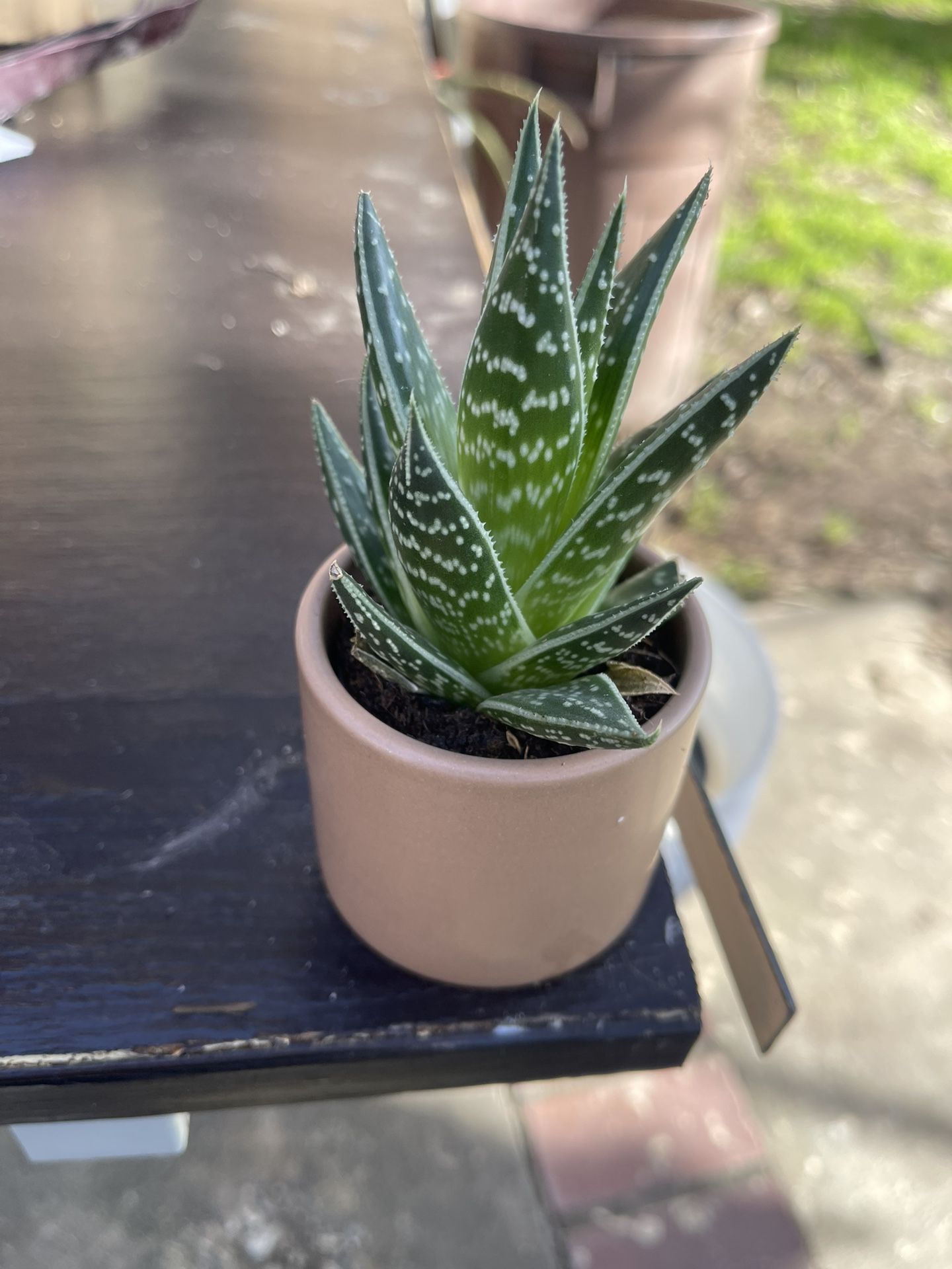 Plant With Ceramic Pot