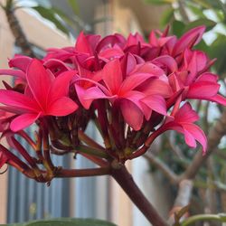 Multiciplyty  Plumeria  Cuttings 