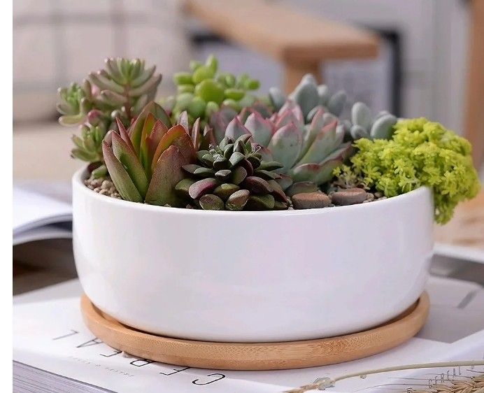 6.5 Inches Round White Ceramic Pot Container With Tray (Plants Not Included)