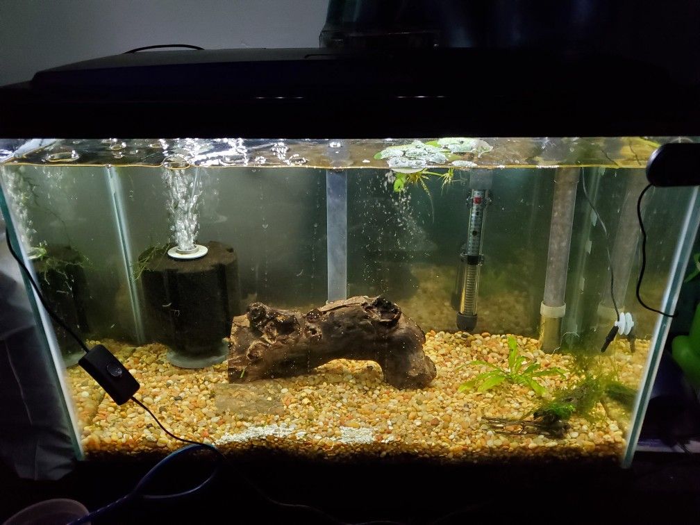 20 gallon fish tank