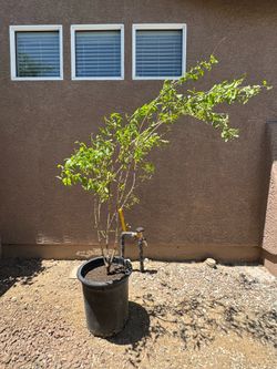 Wonderful Pomegranate Tree