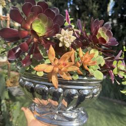 Gorgeous succulent ❤️