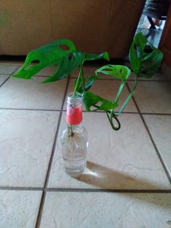 Beautiful Plants Growing In The Water And Healthy Roots Indoor Too