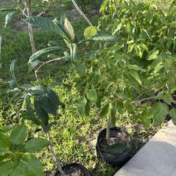 Chinese Plum Tree  and I got some Tababuia trees