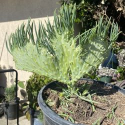 Rare double Mermaid tail succulent 5 Gallons ,$120 Each