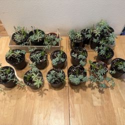 Succulents Mix Pots