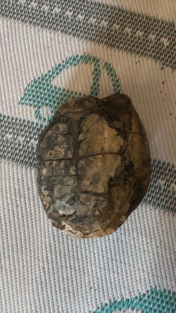 Old turtle fossil.