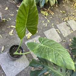 Hoja Elegante