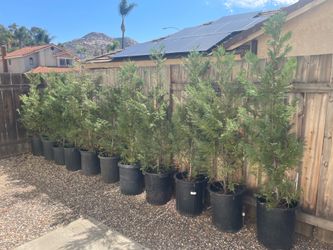Leyland Cypress privacy trees for sale