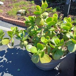 Free Succulent Needs Good Home