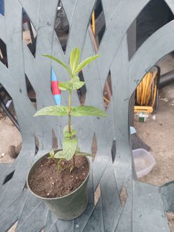 Plant