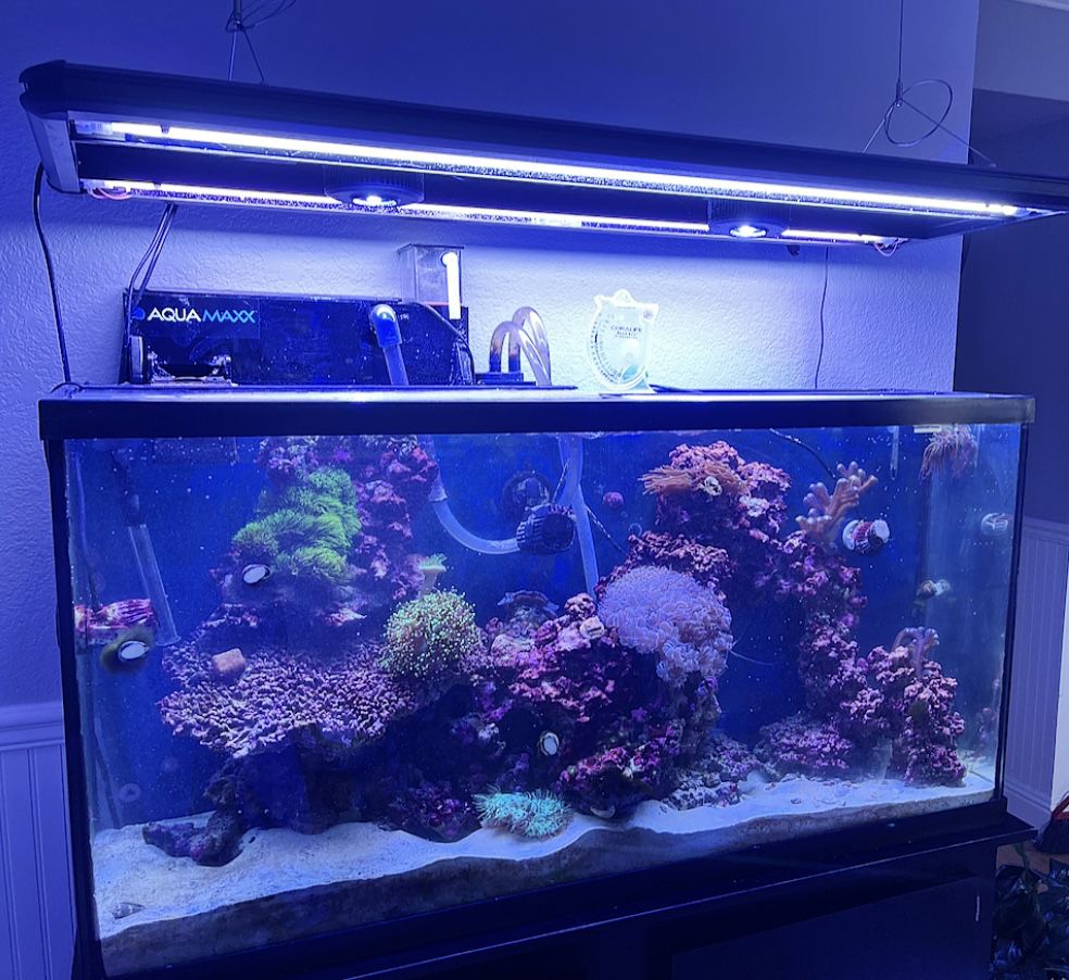 Amazing 65 Gal Salt Water Fish Tank - Lighting Alone Worth $1700!