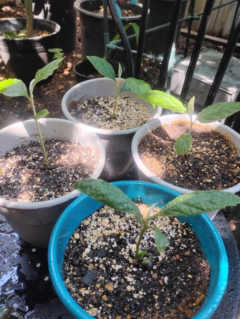 Loquat Seedlings