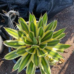 Agaves