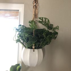 🌱Live Plant 🌱 SALE-free consults available.