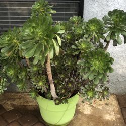 Huge Succulent Plants $70Pickup Only