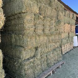 Hay Alfalfa 