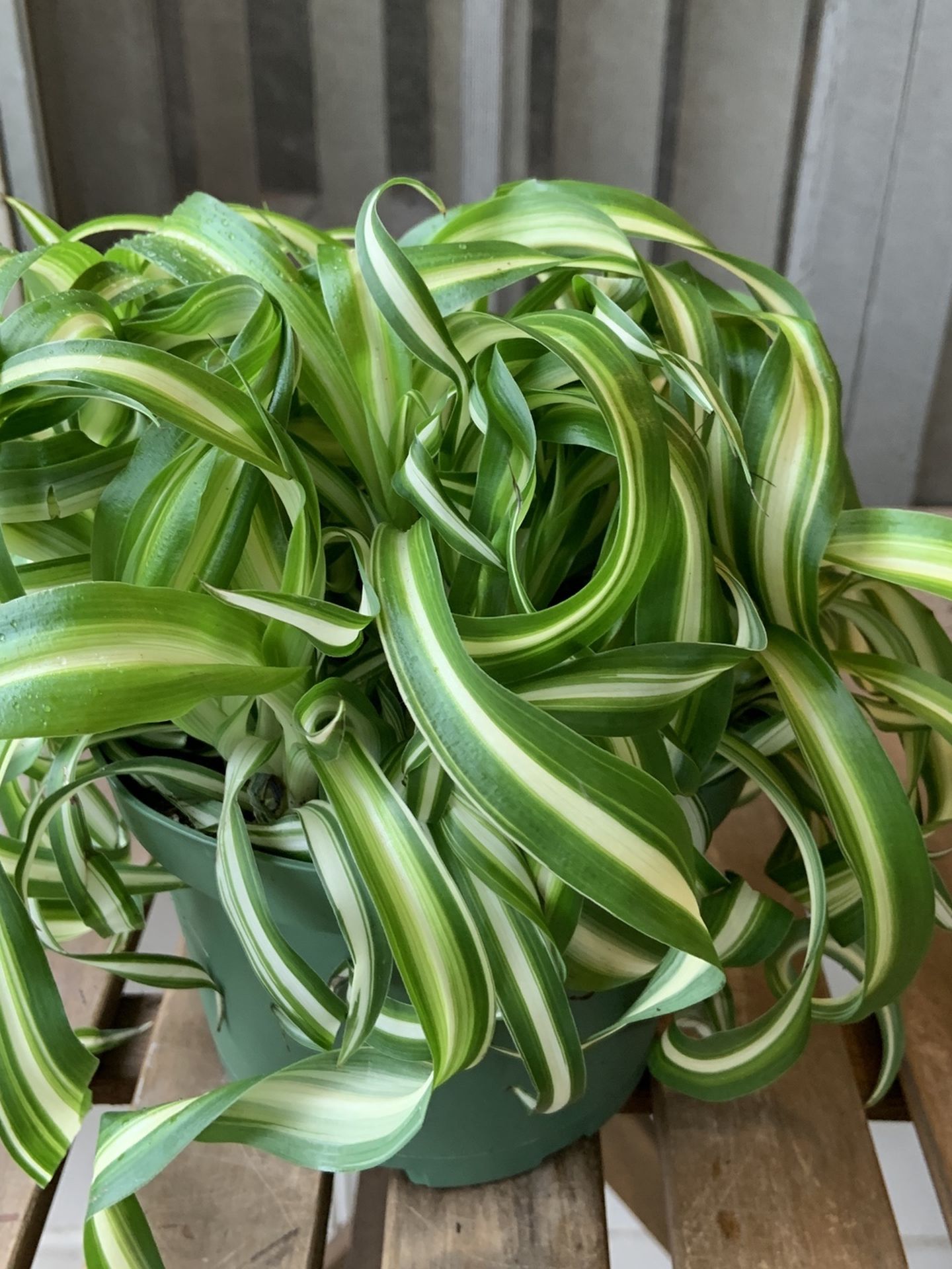 Curly Bonnie Spider Plant in 6” Nursery Pot