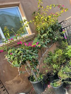 bougainvillea• mature plant in a 15 gallon container. It's getting too big for my garden.
