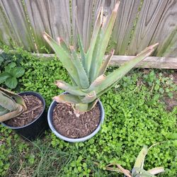 Aloe Vera 