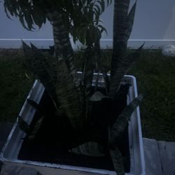 Snake Plant Tones Of Snake Plant 