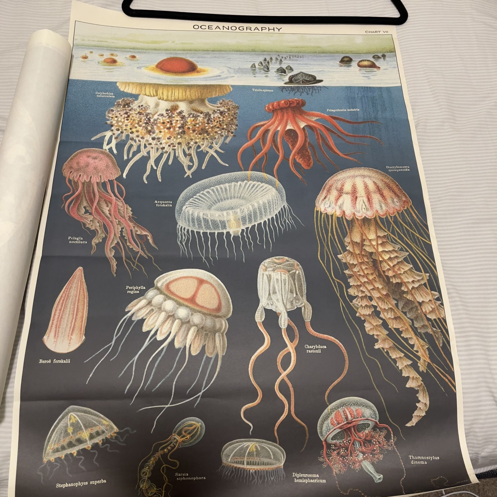 Jellyfish Poster