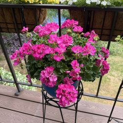 Geranium plant in pot