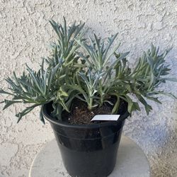 1.5 Gallon Pot Succulent Plant - Senecio Kleiniiformis - Spear Head - Rooted & Established - Drought Resistant 🪴